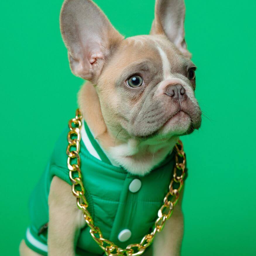 How Tight Should A Dog's Collar Be?
