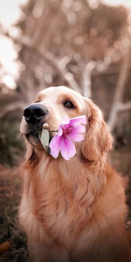Flower Dog Collar
