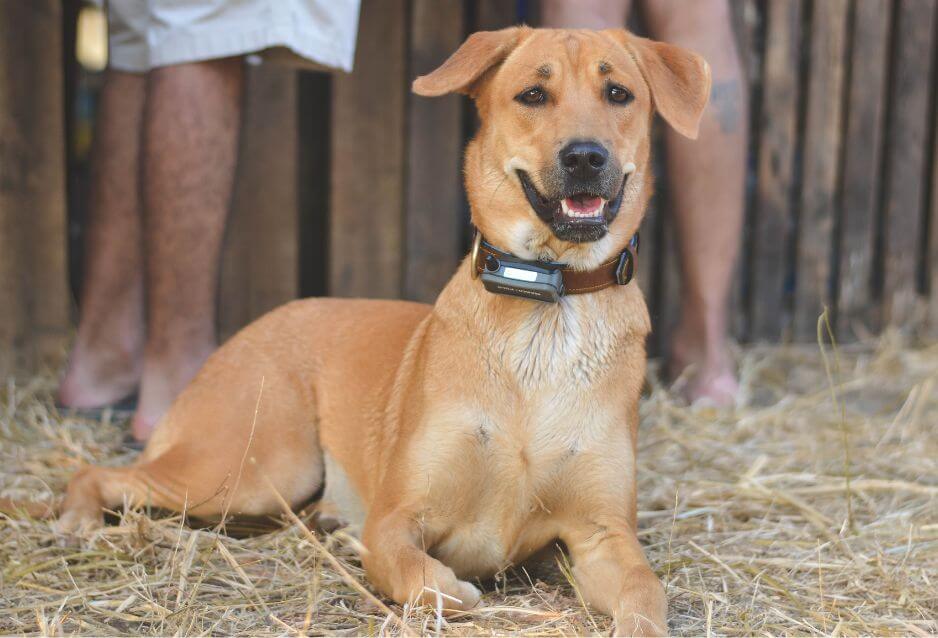 What Kind Of Collar Is Best For Your Dog?