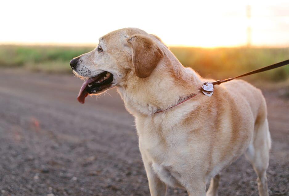 Is It Better to Walk a Dog with a Harness or Collar?