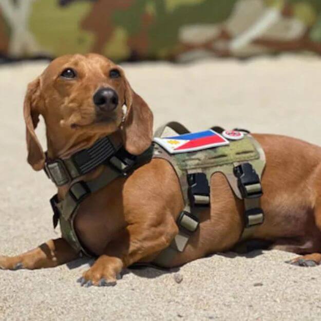 Tactical Dog Harness