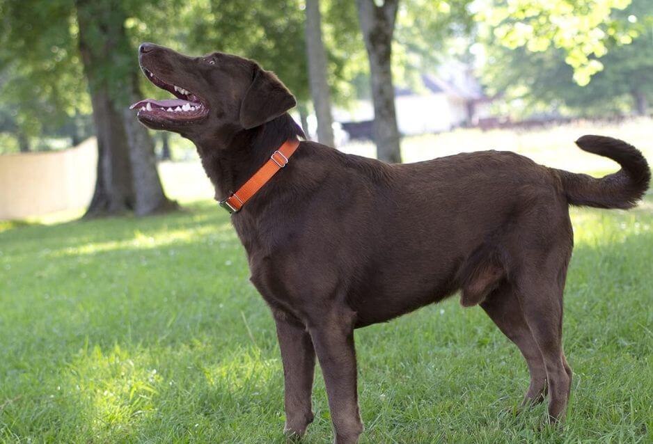 What Kind Of Collar Is Best For Your Dog?