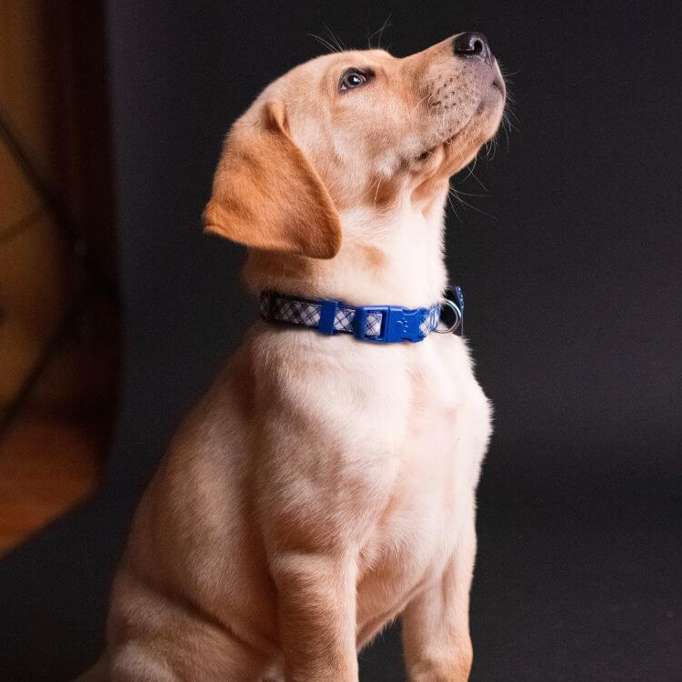 What Kind Of Collar Is Best For Your Dog?
