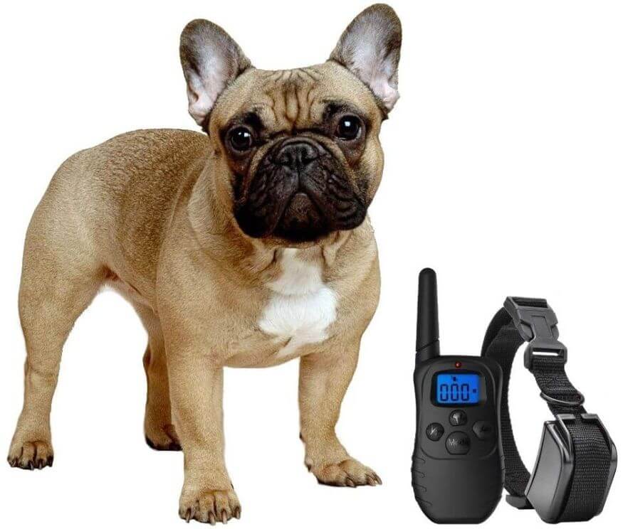 Shock collar for small dogs