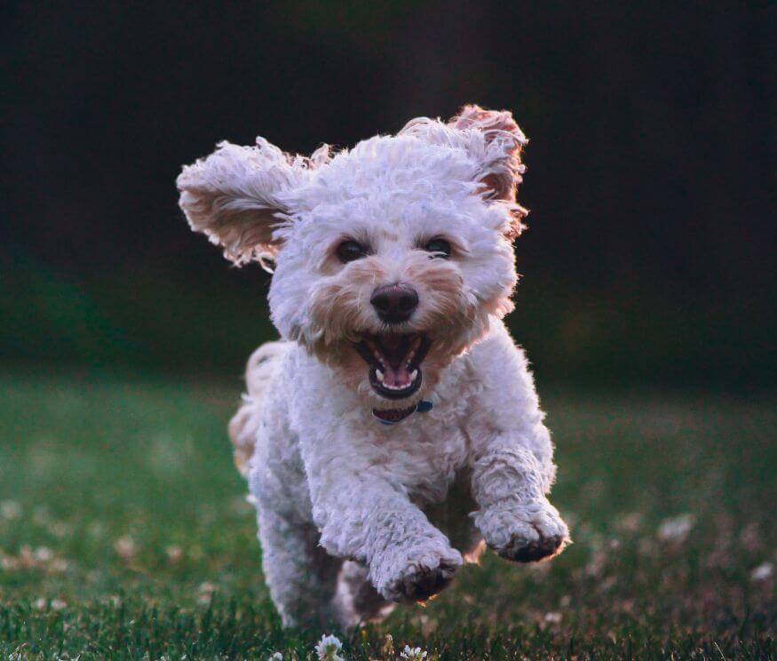 Shock Collar For Small Dogs