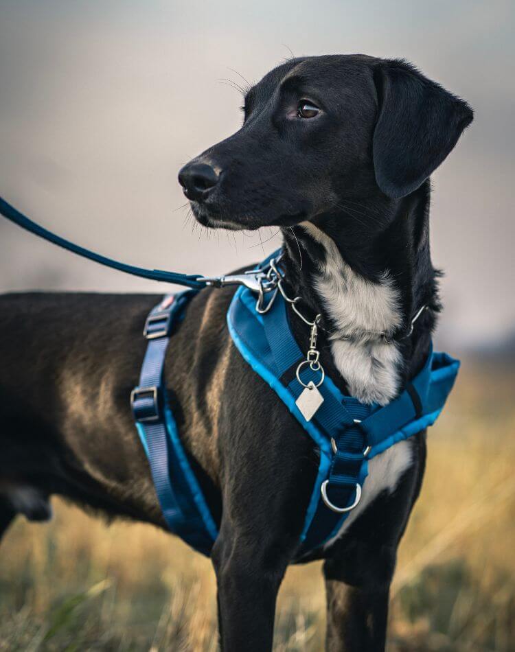Tactical Dog Harness