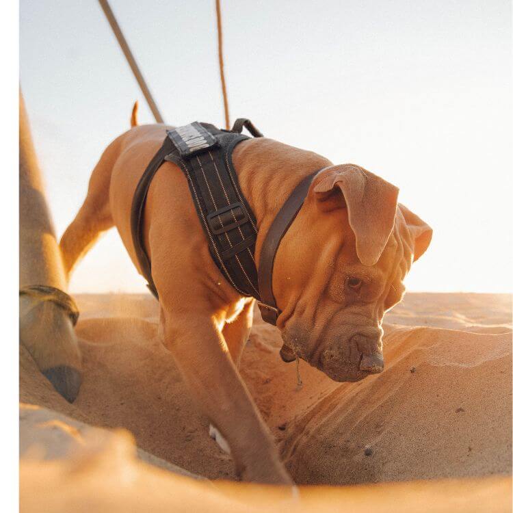 Tactical Dog Harness