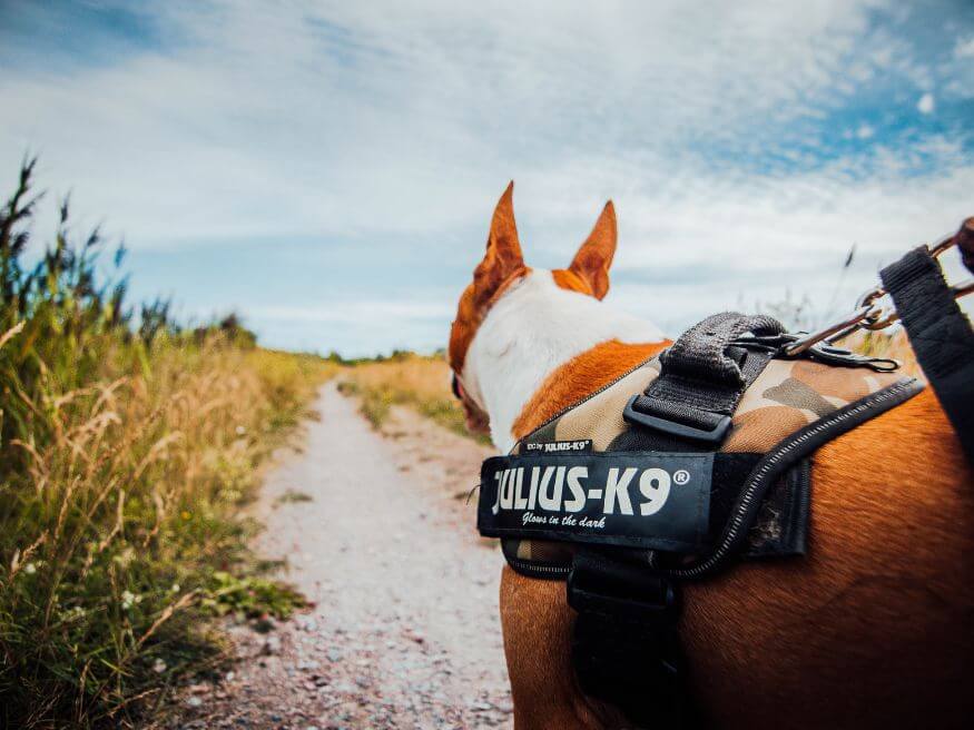 Tactical Dog Harness