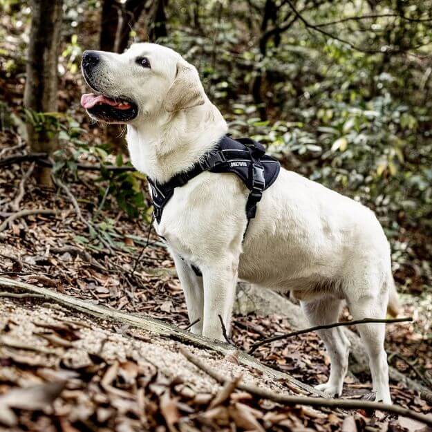 Tactical Dog Harness