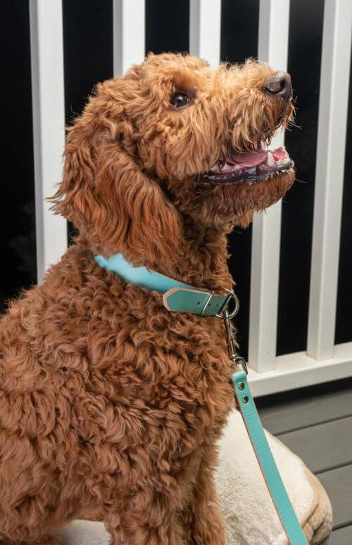 Teal Dog Collar
