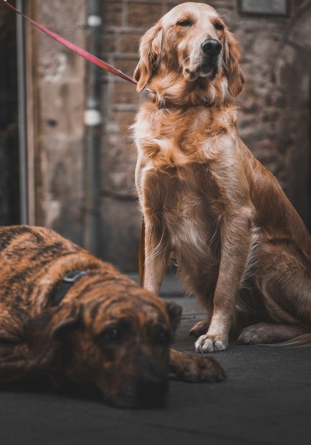 What Kind Of Collar Is Best For Your Dog?