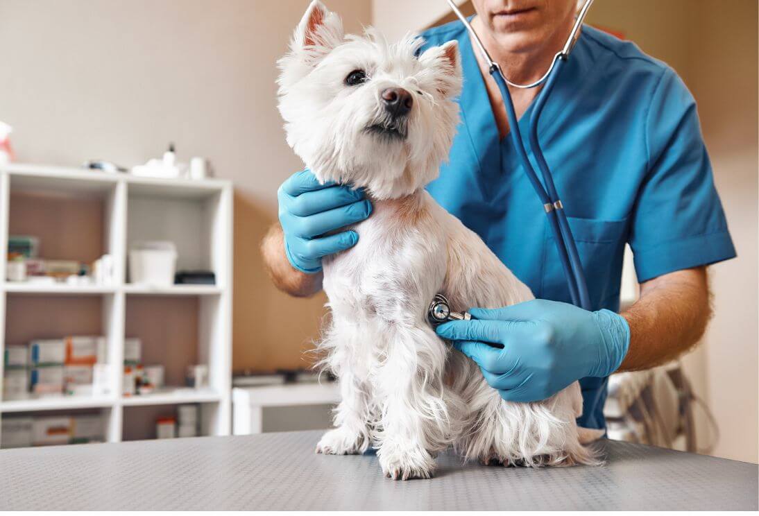 Is It Better to Walk a Dog with a Harness or Collar?