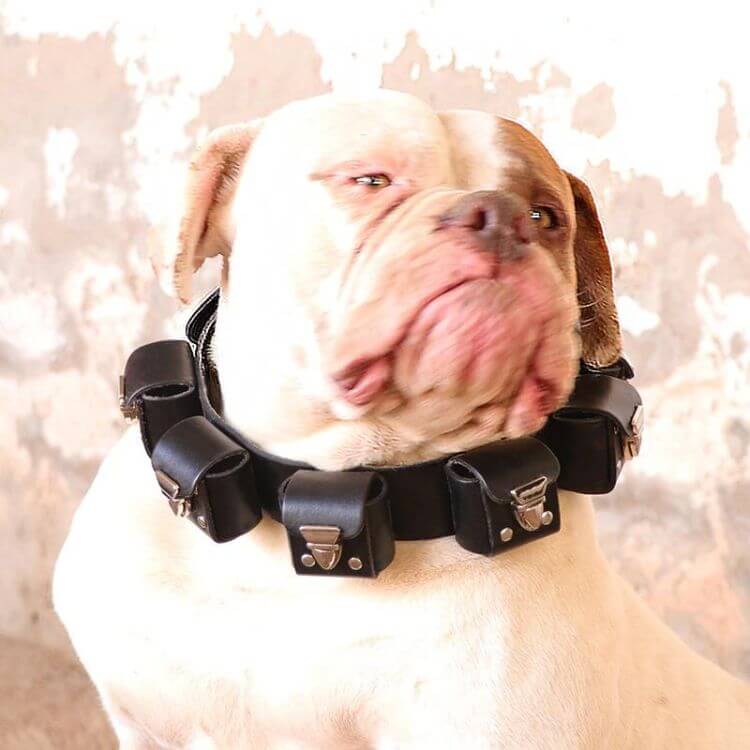 Weighted Dog Collar