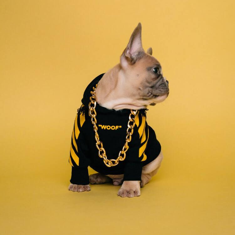 buldog wearing black and gold jersey with cold chain