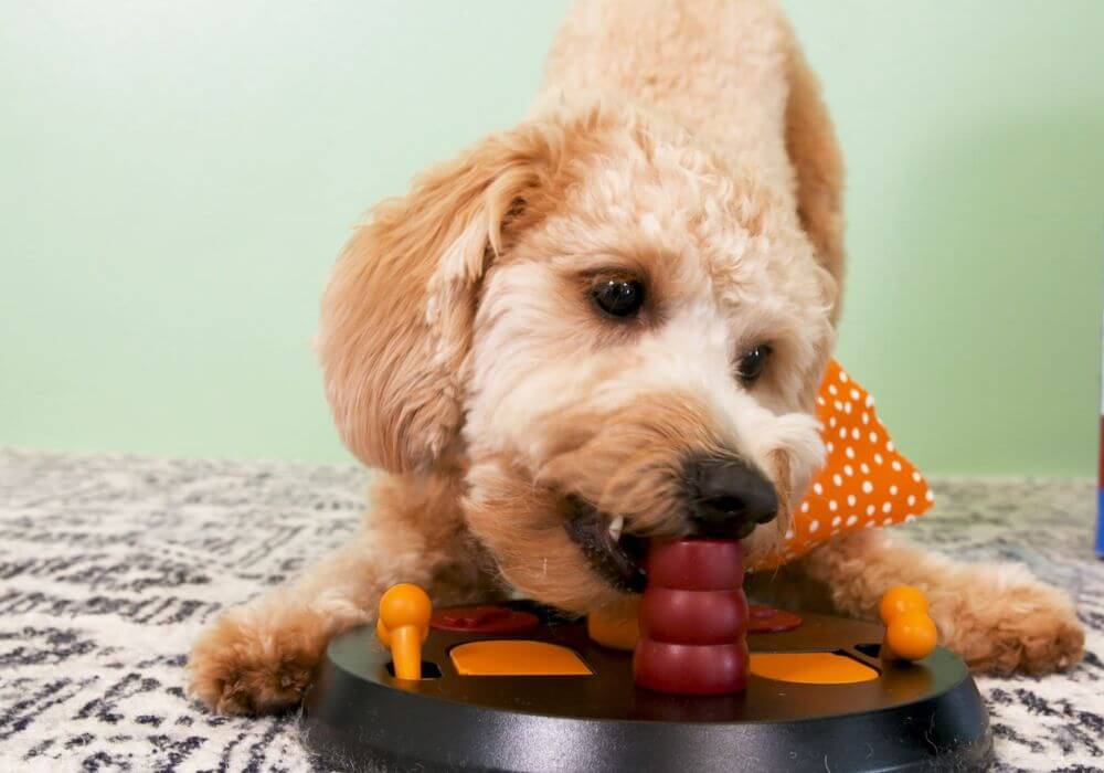 tan dog chewing, eating from puzzle dog feeder