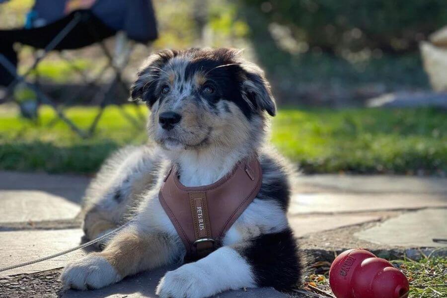 mixed colore puppy with light brown leather harness outside