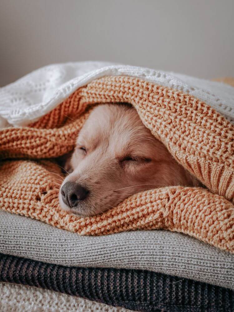 face of small brown dog betweeen blankets