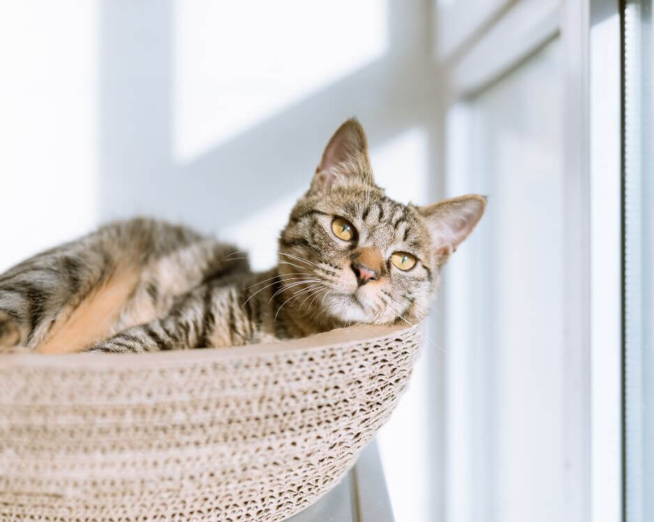 cat laying on side looking over cat bed