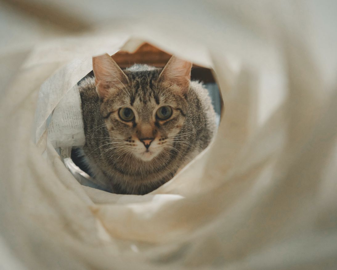 cat peering through cat tunnle