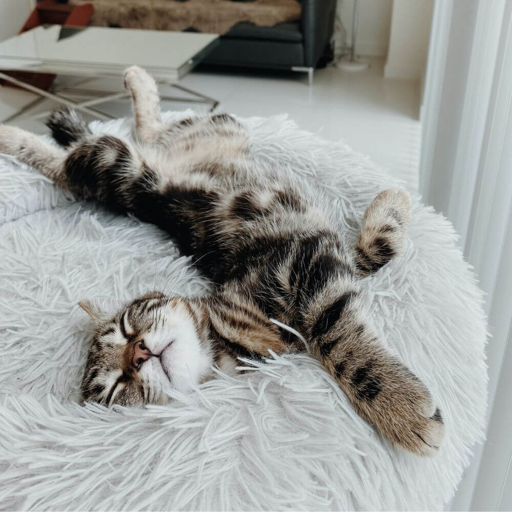 cat sleeping on white cat bed