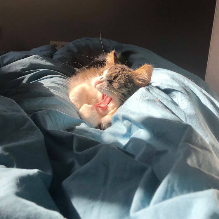 cat laying on cat bed yawning