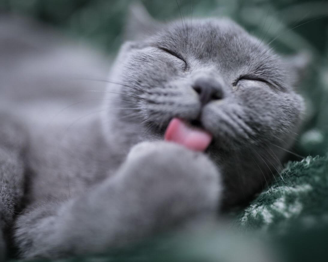 grey cat laying on cat bed licking paw