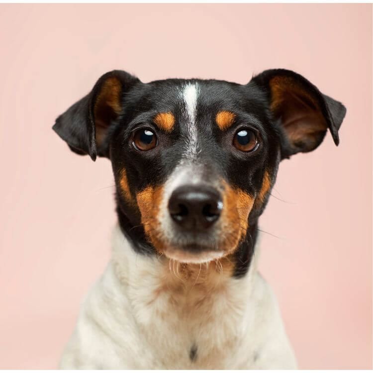 close up of black and white dog with purple backdrop