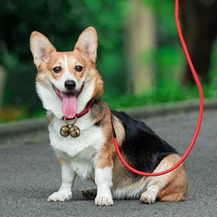 dog sitting with red leash and dog collar bell