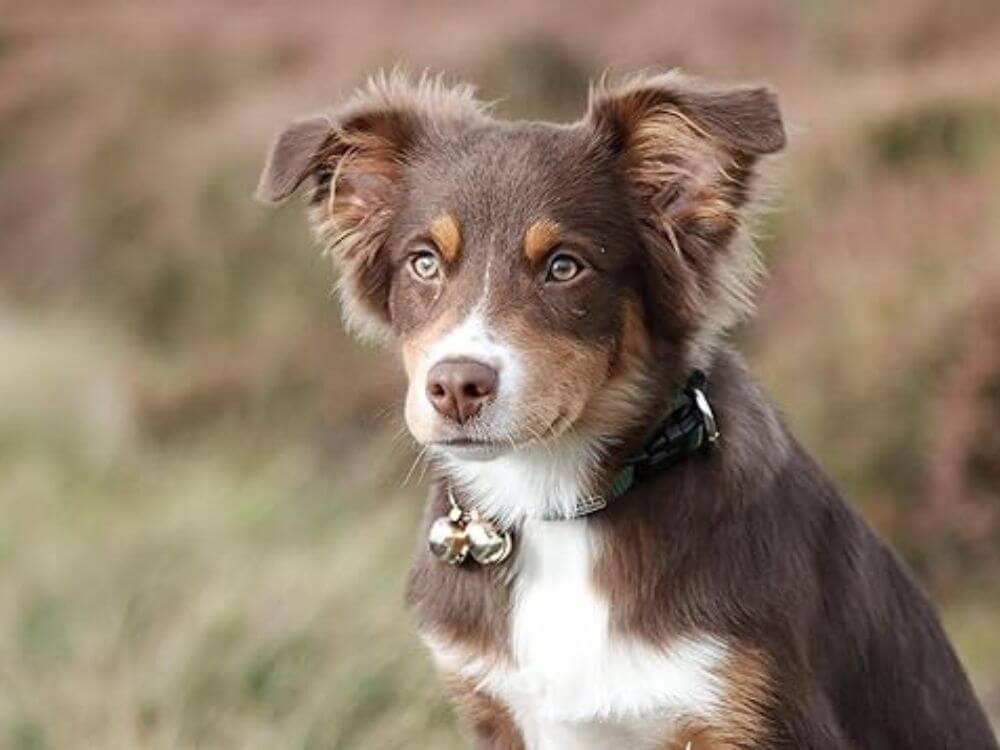 brown and white dog with silver bells