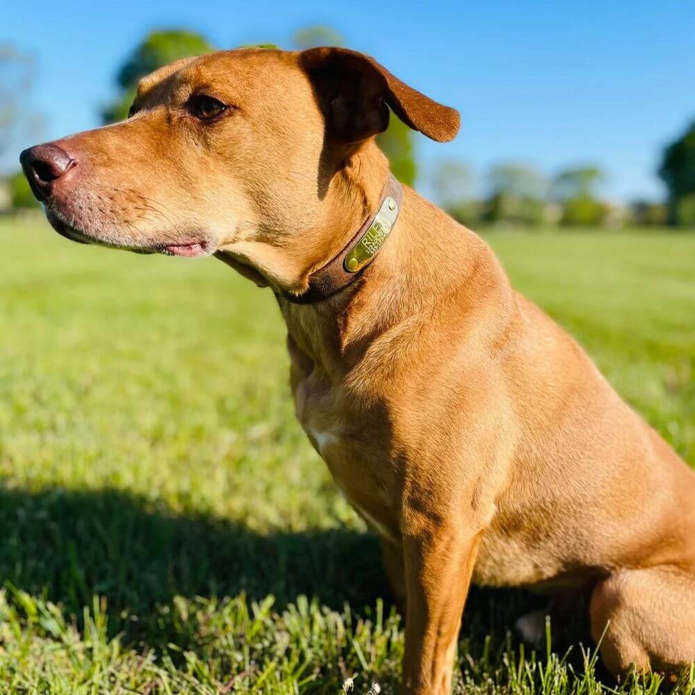 brown dog with custom name plate on leather collar