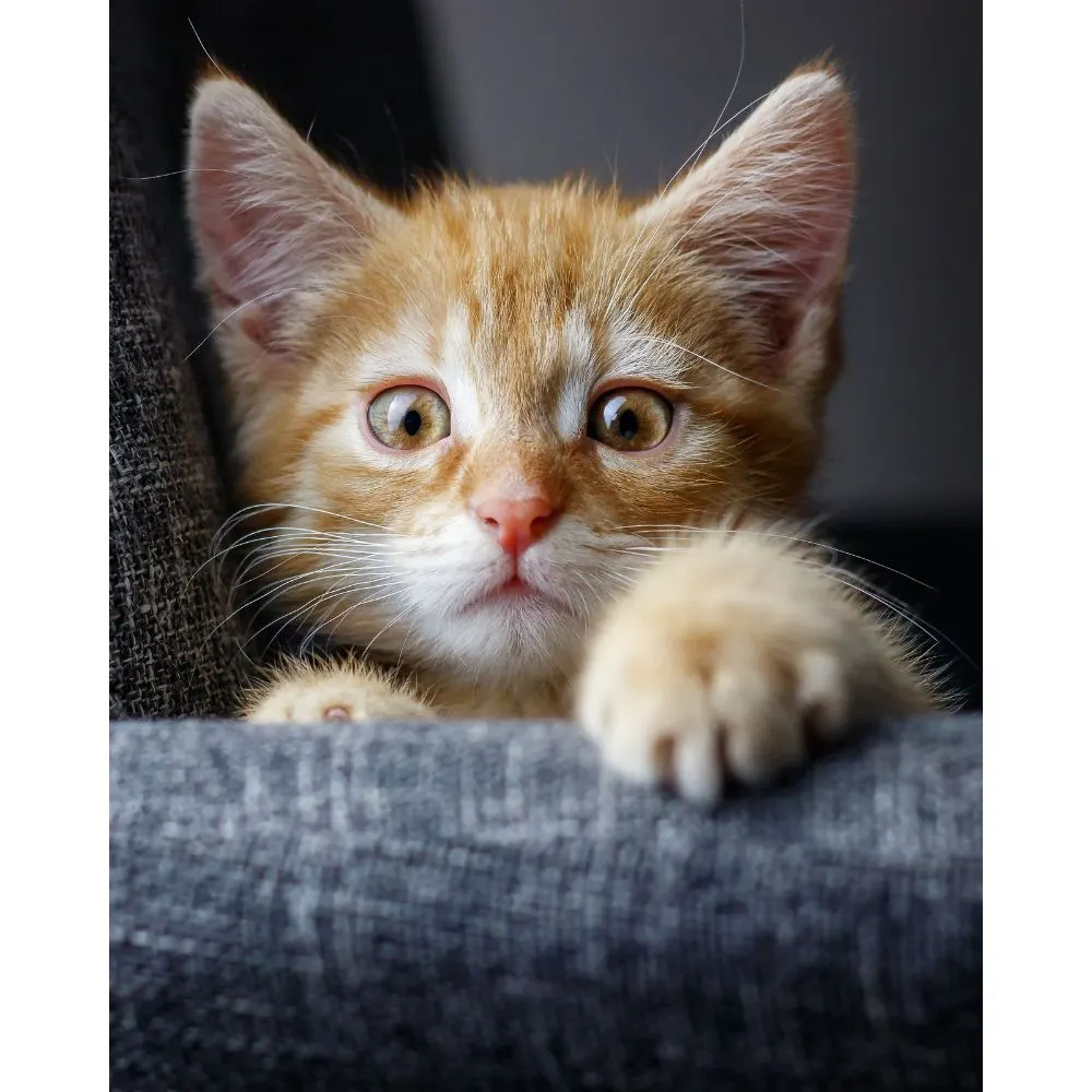 Purr-fectly Clean Ears: A Celebration of Cat Ear Cleaners
