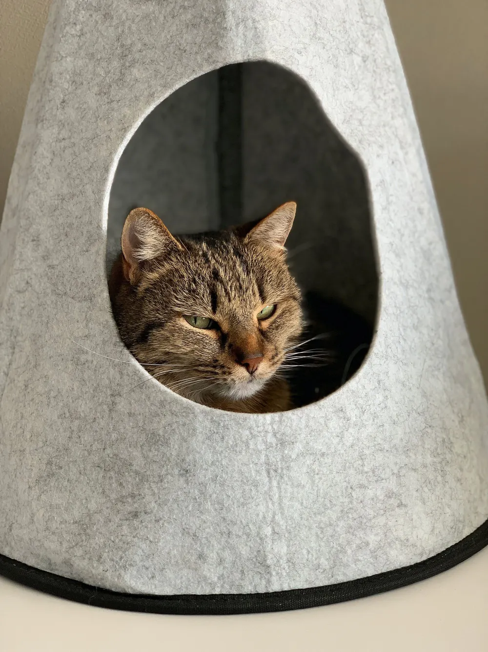 Say Goodbye to Boring Beds & Hello to Cool CAT Tents!