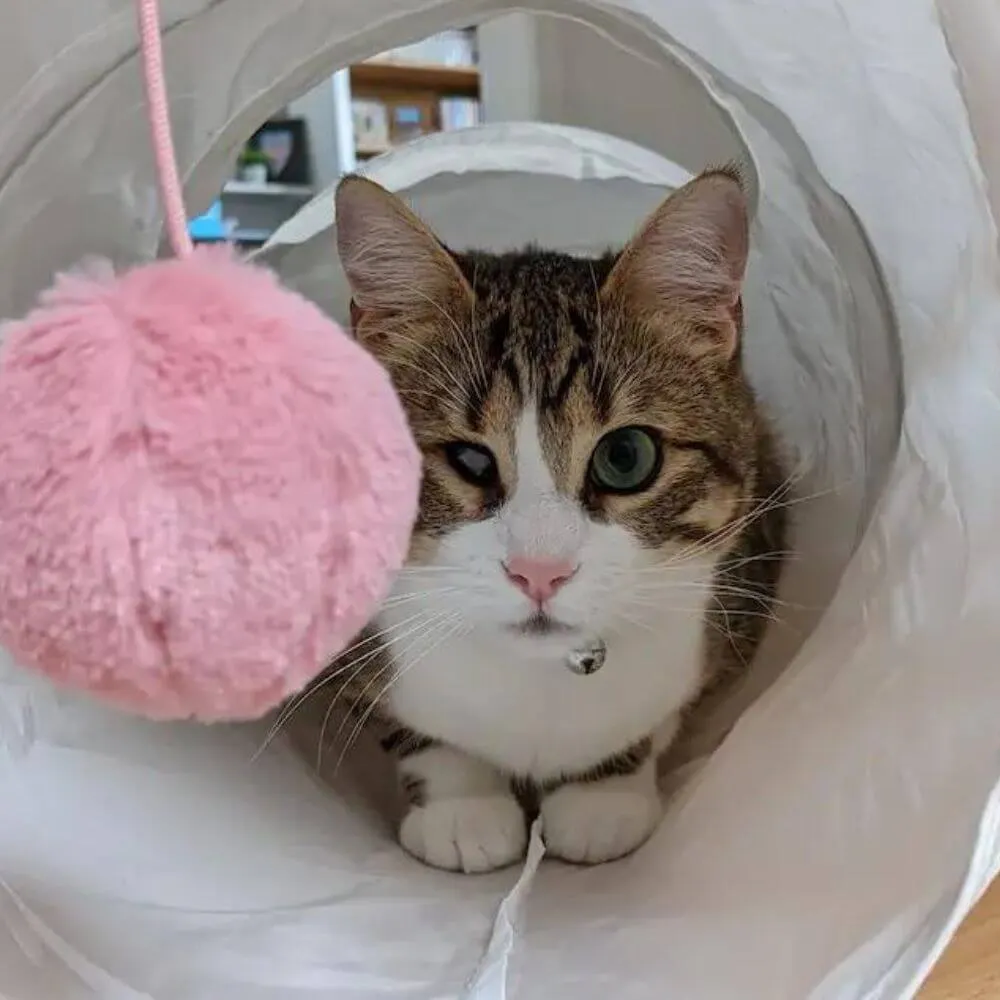 Unlock the Joy of Cat Tunnels: Fun Feline Freedom For CATS!