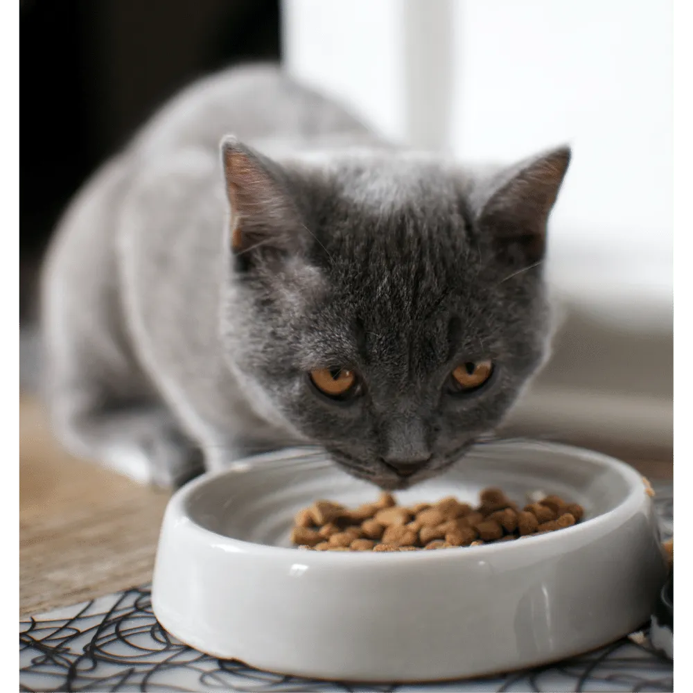Cat Food Mats: Mealtime Majesty for Finicky Felines!