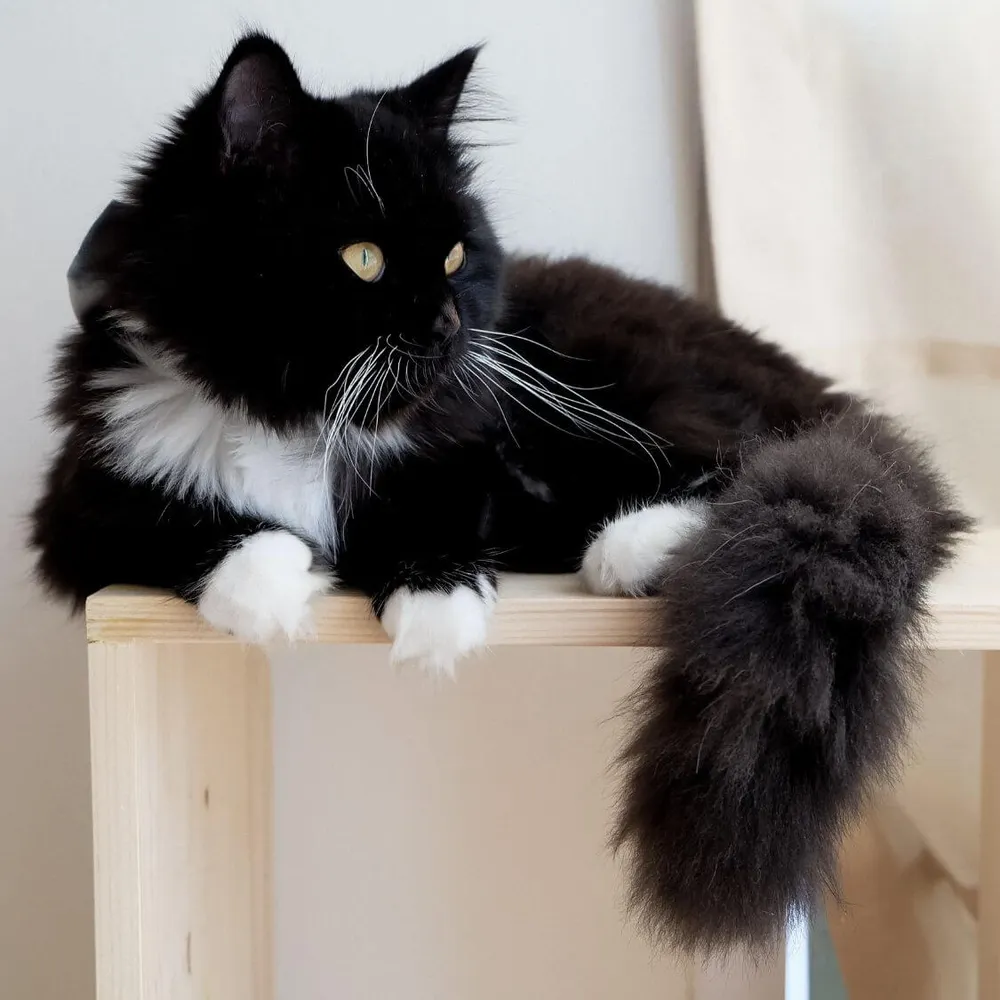 Luxury Hang-Out Spot with the Best Cat Shelves & Hammocks