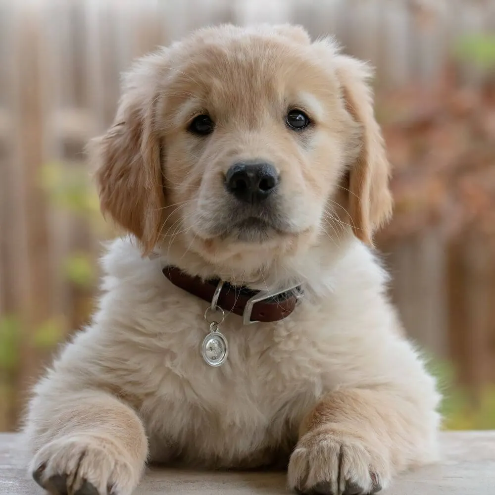 Find the Perfect Fit: How Tight Should A Dog's Collar Be?