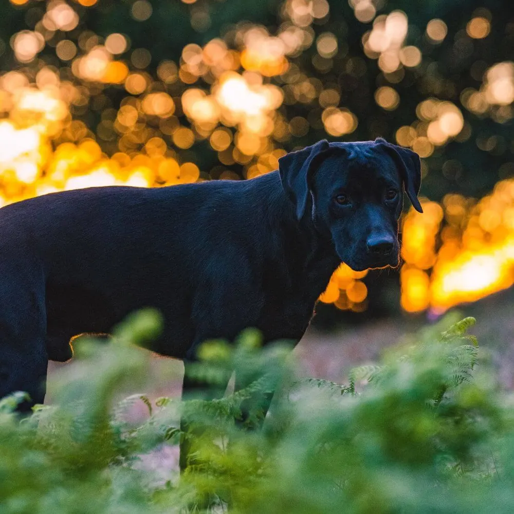 The Guide To Reflectors For Dog Collars: Shine Bright At Night