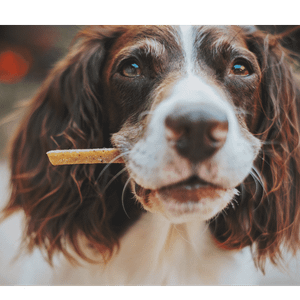 The Best Freeze Dried Dog Treats: Fido Will Love You!