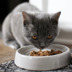 Fussy Felines Rejoice: The Automatic Cat Feeder is Here!