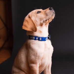 Gut Lovin' Pup! How Dog Probiotics Keep The Balance!