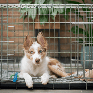 Crate Expectations: A Guide to Select A Pet's Dream Den!