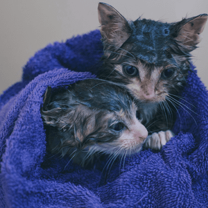Cats Deserve Only the Best: The Ultimate Kitten Shampoo!