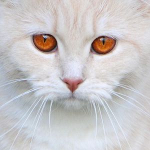 Why Cat's Have Whiskers: The Secret Explained!