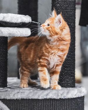 Unleash Your Cat's Inner Climber: Best Floor to Ceiling Cat Tree!