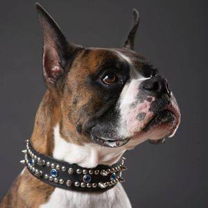 A Pup's Perspective On Wearing A Leather Dog Collar!