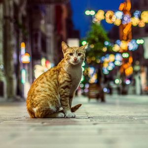 Are Cats Nocturnal? Secrets of Their Nighttime Nature