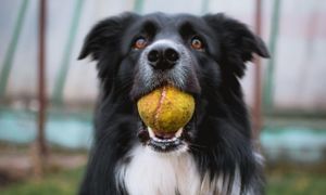 Unleashing the Inner Canine: Why Do Dogs Love Tennis Balls?