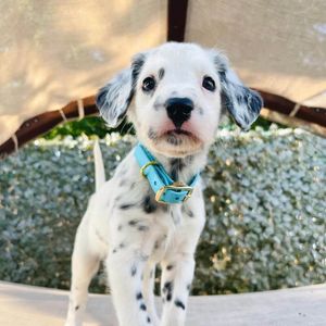 Teal Dog Collars: A  Guide to Style, Comfort, & Safety