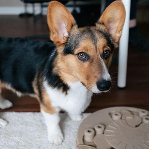 Keep Your Pup Engaged with Amazing Dog Puzzle Feeders