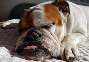 Do Calming Collars Really Work for Dogs?